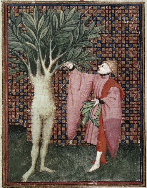 Image of Daphne turned into a tree, from the Brittish Library